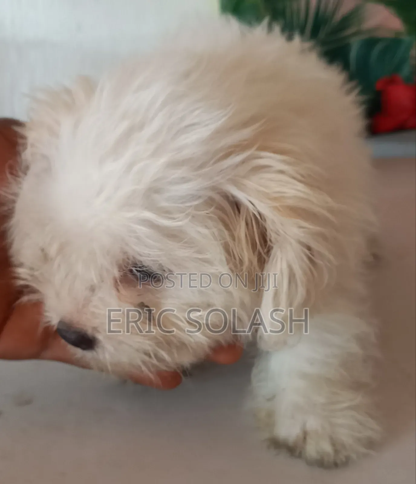 1-3 months Male Purebred Maltese