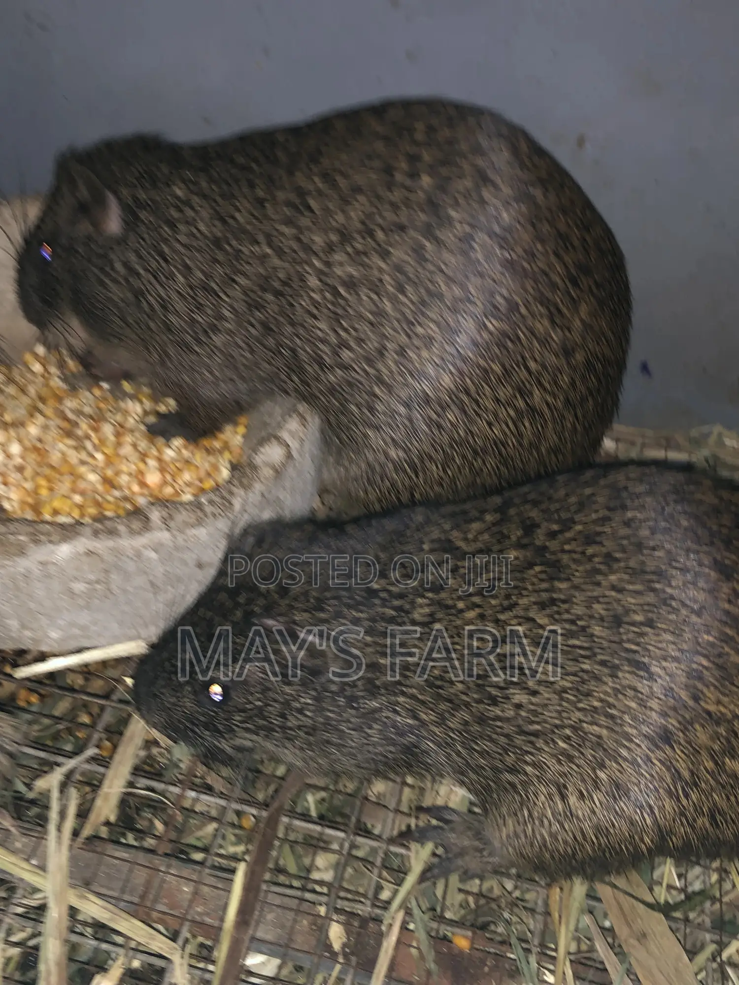 Grasscutters(4)