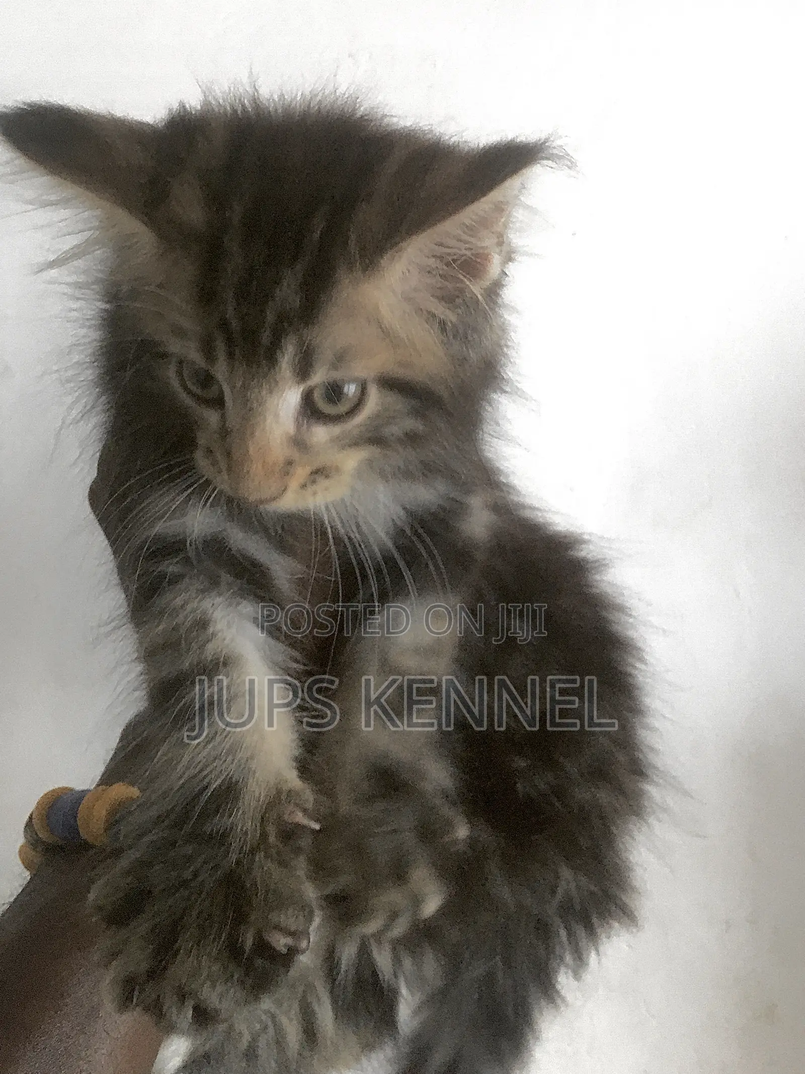 1-3 months Female Purebred Maine Coon