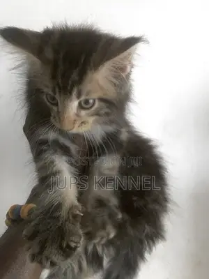1-3 months Female Purebred Maine Coon