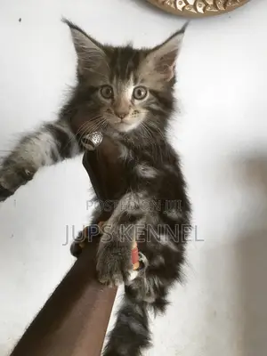 1-3 months Female Purebred Maine Coon