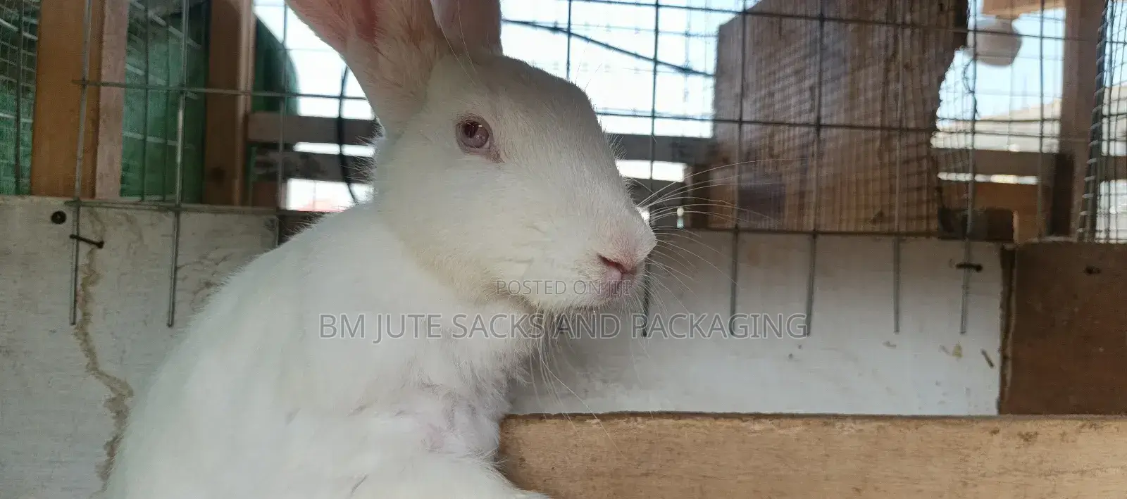 Rabbits and Rabbit Meat