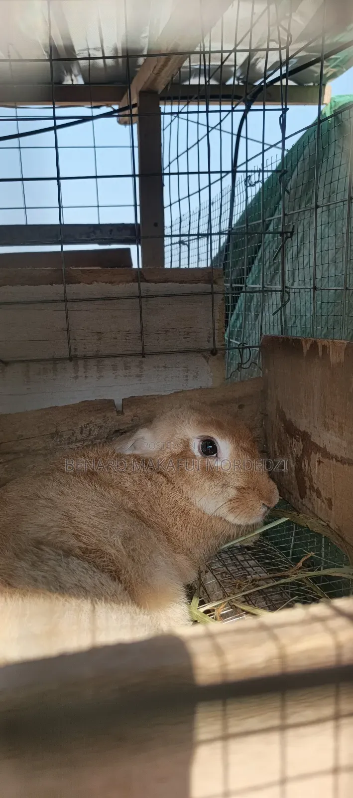 Rabbits and Rabbit Meat