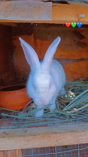 Rabbits and Rabbit Meat