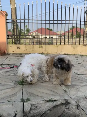 1+ year Male Purebred Shih Tzu