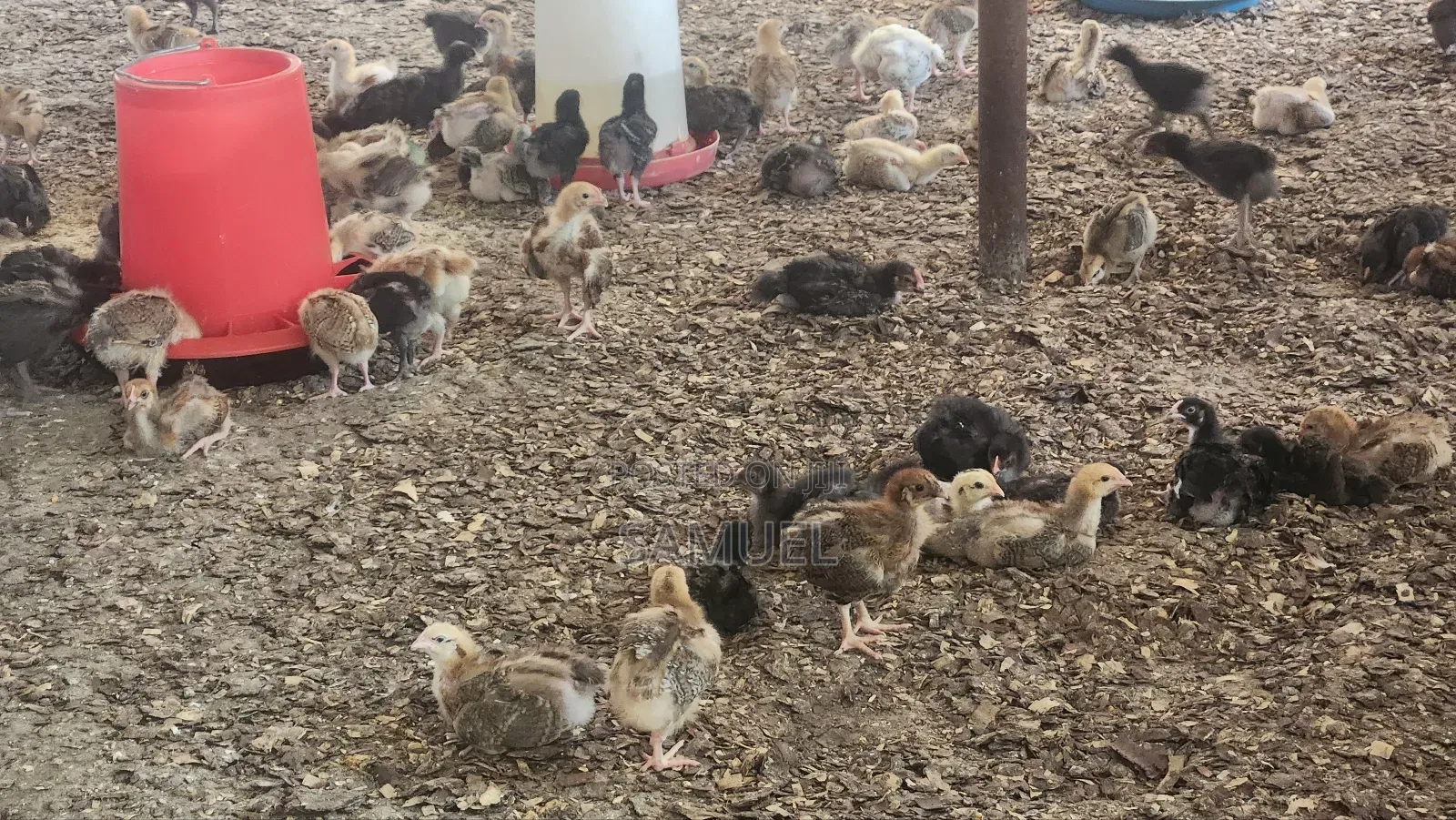 Noiler Chicken