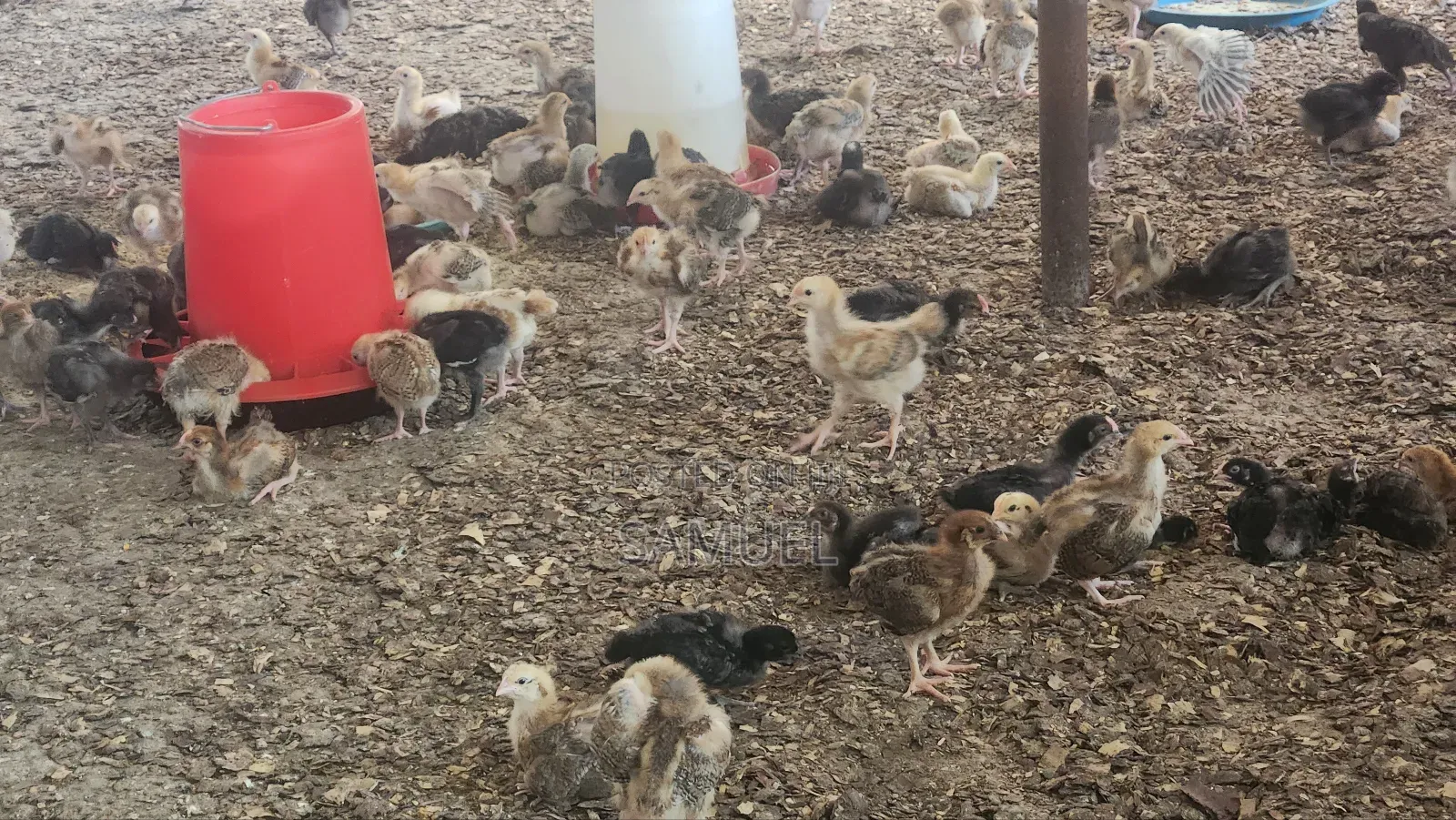 Noiler Chicken