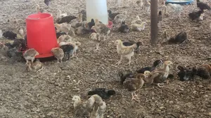 Noiler Chicken