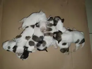 0-1 month Female Purebred Poodle