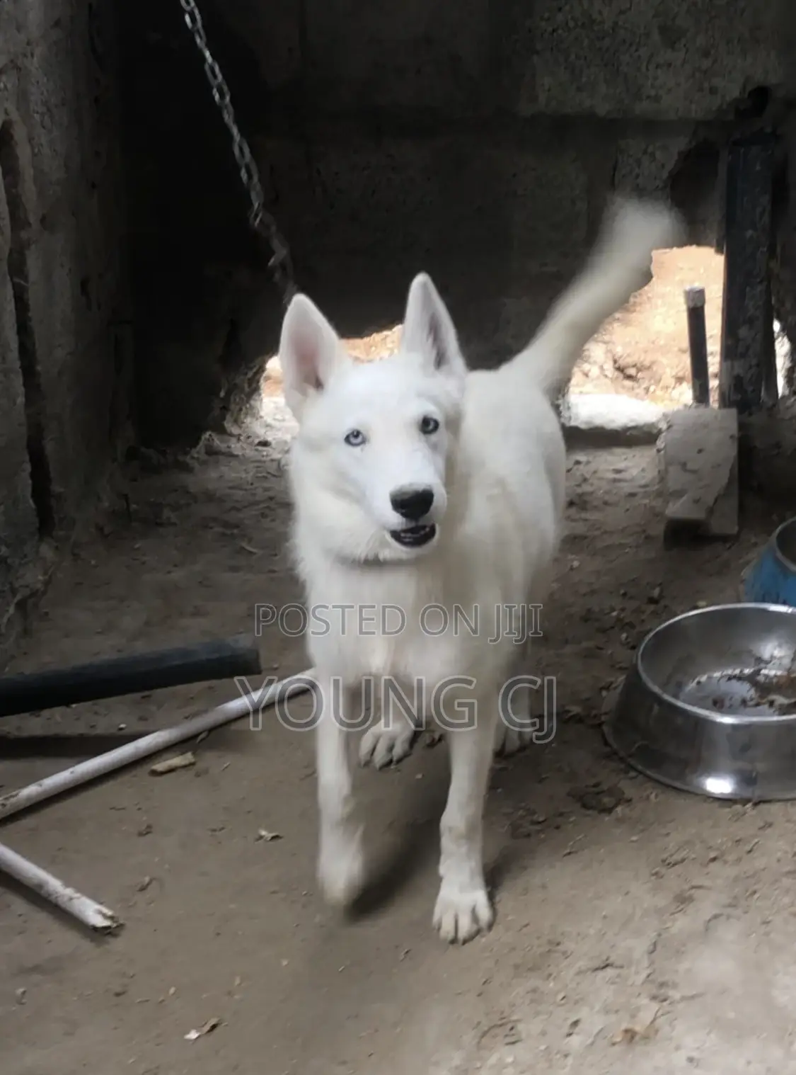 Husky for Crossing
