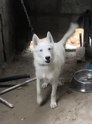 Husky for Crossing