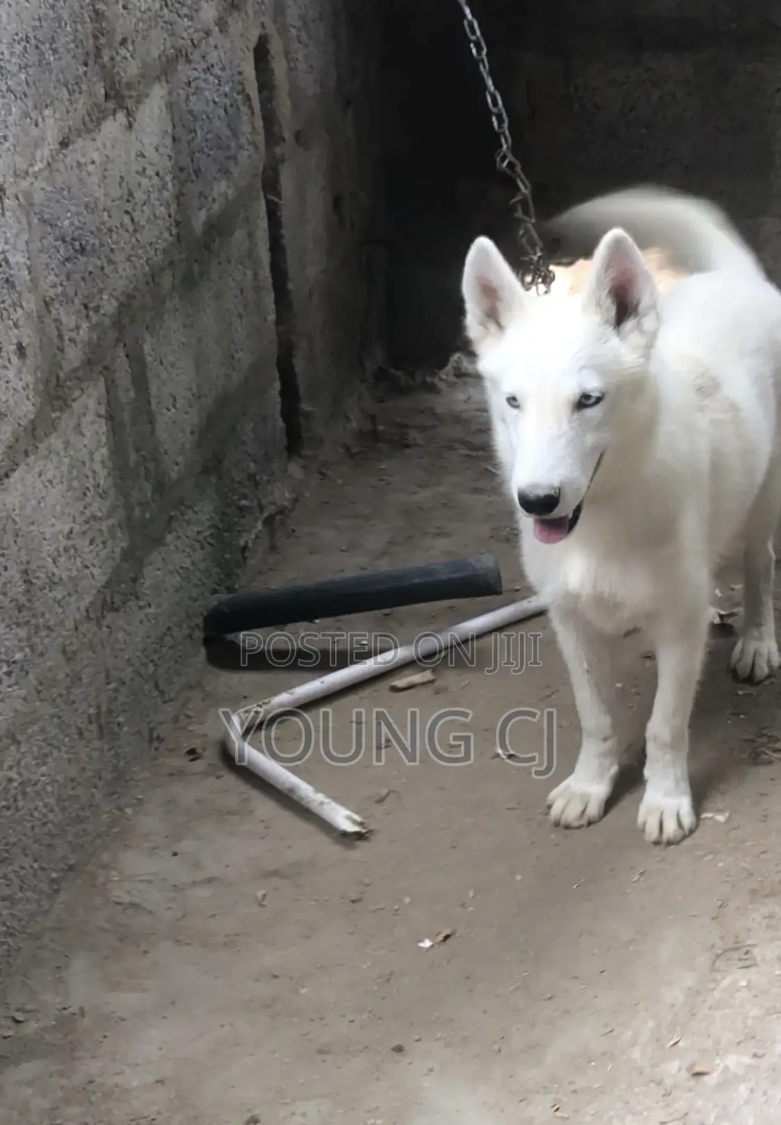 Husky for Crossing