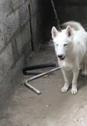 Husky for Crossing