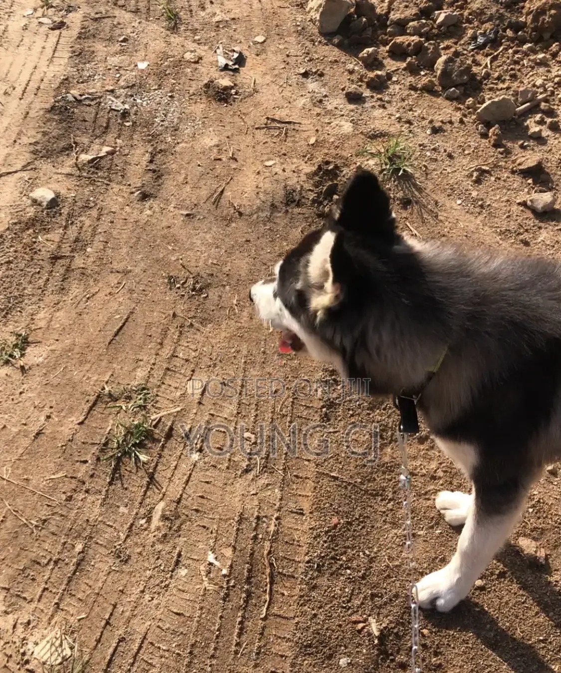 Husky for Crossing