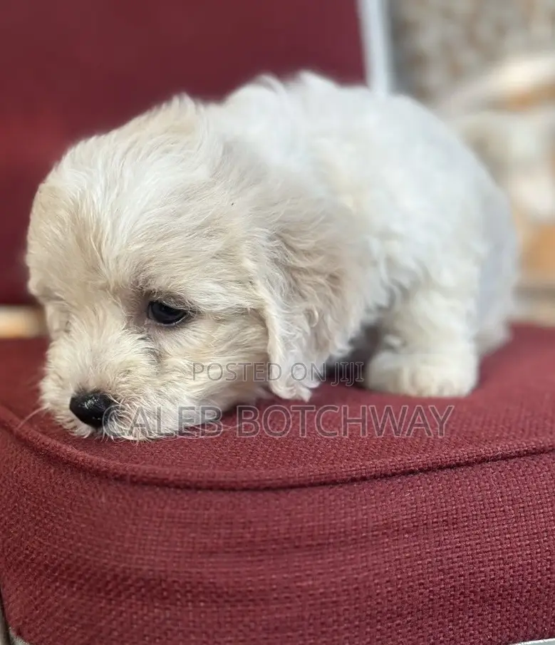 1-3 months Male Purebred Maltese