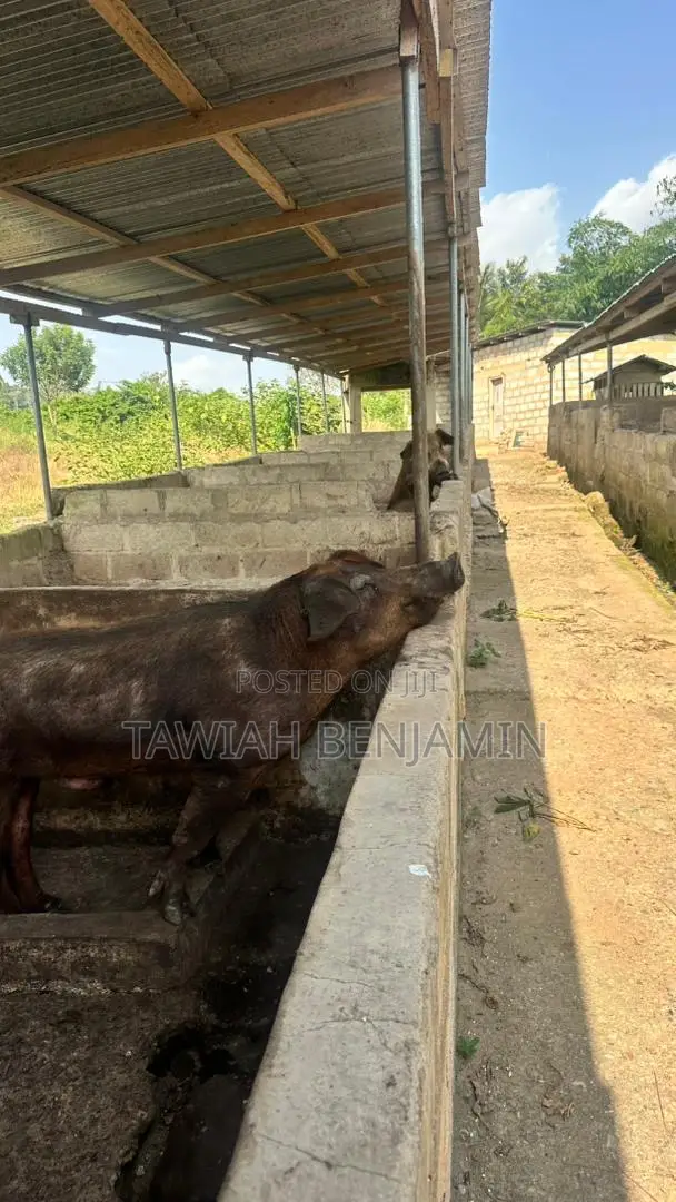 Land and Poultry Farm