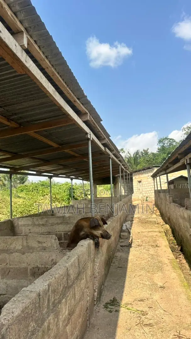 Land and Poultry Farm