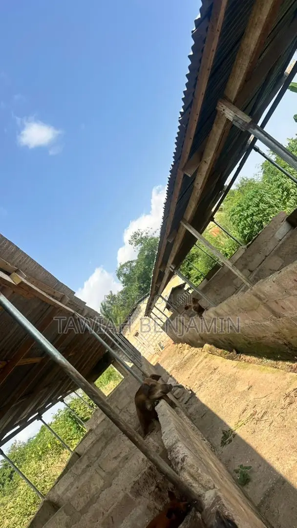 Land and Poultry Farm