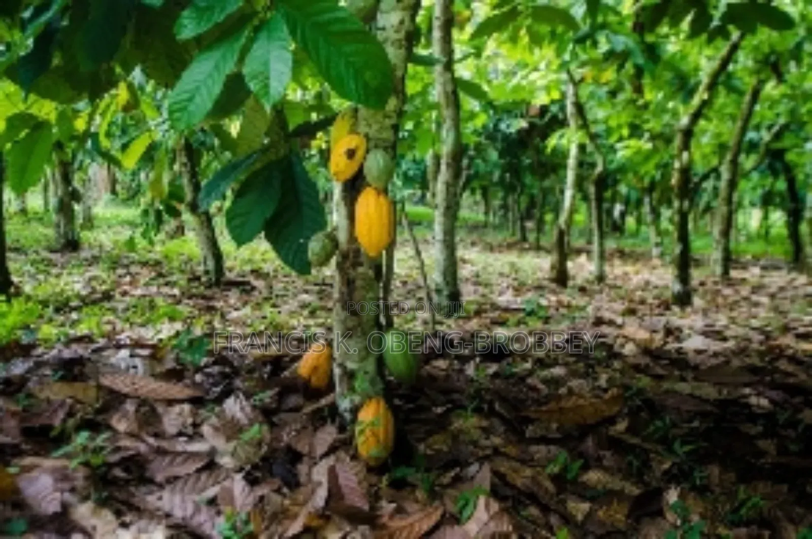 Cocoa Land (10 Acres)