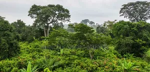 Cocoa Land (10 Acres)