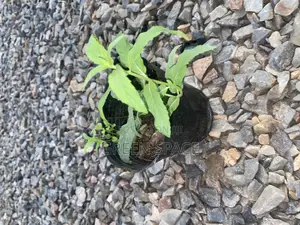 Mountain Mint Seedling