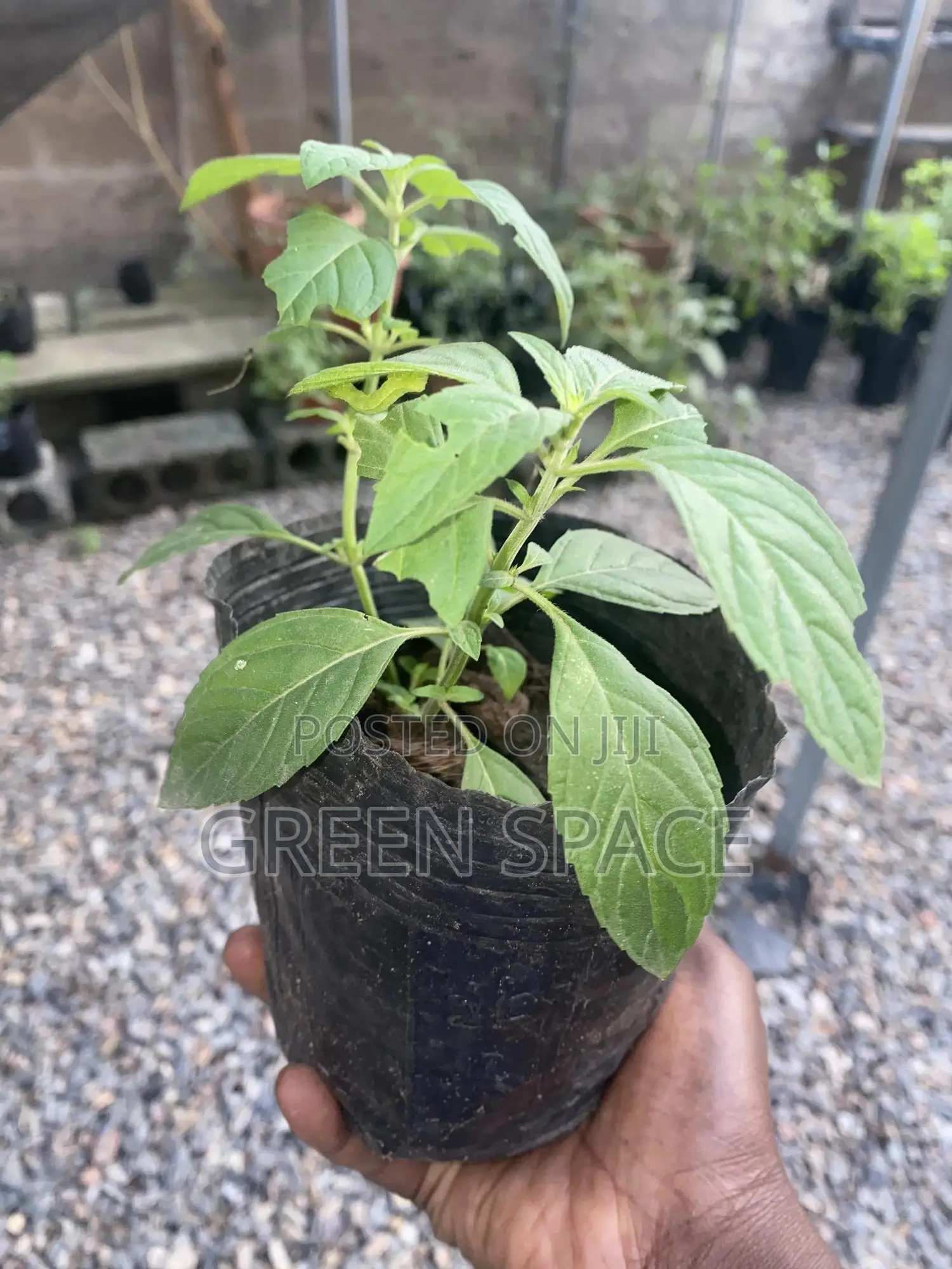 Tropical Mint Seedlings