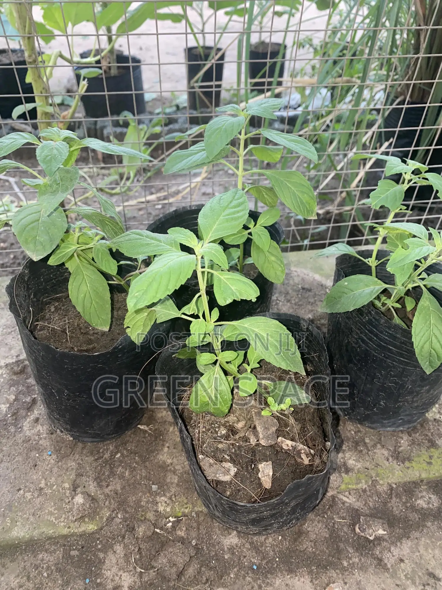 Tropical Mint Seedlings