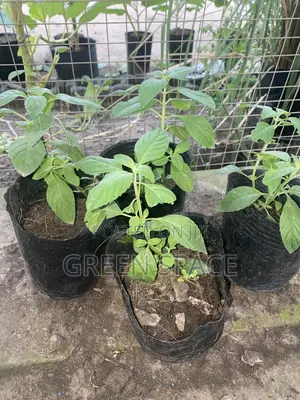 Tropical Mint Seedlings