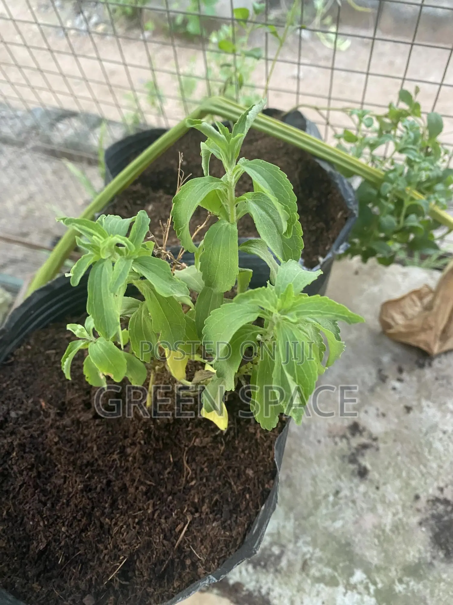 Stevia Plant