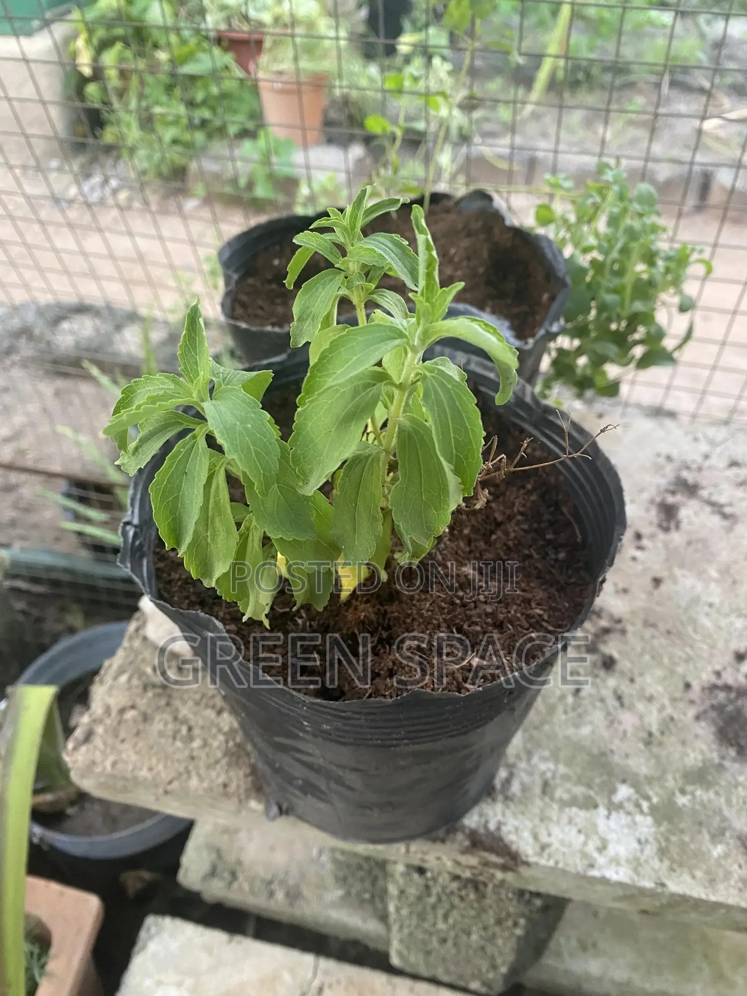 Stevia Plant