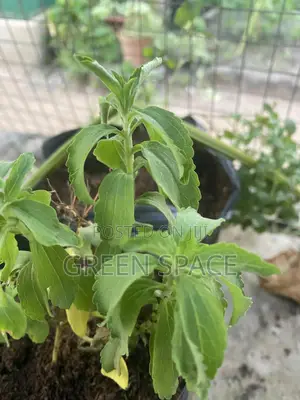 Stevia Plant
