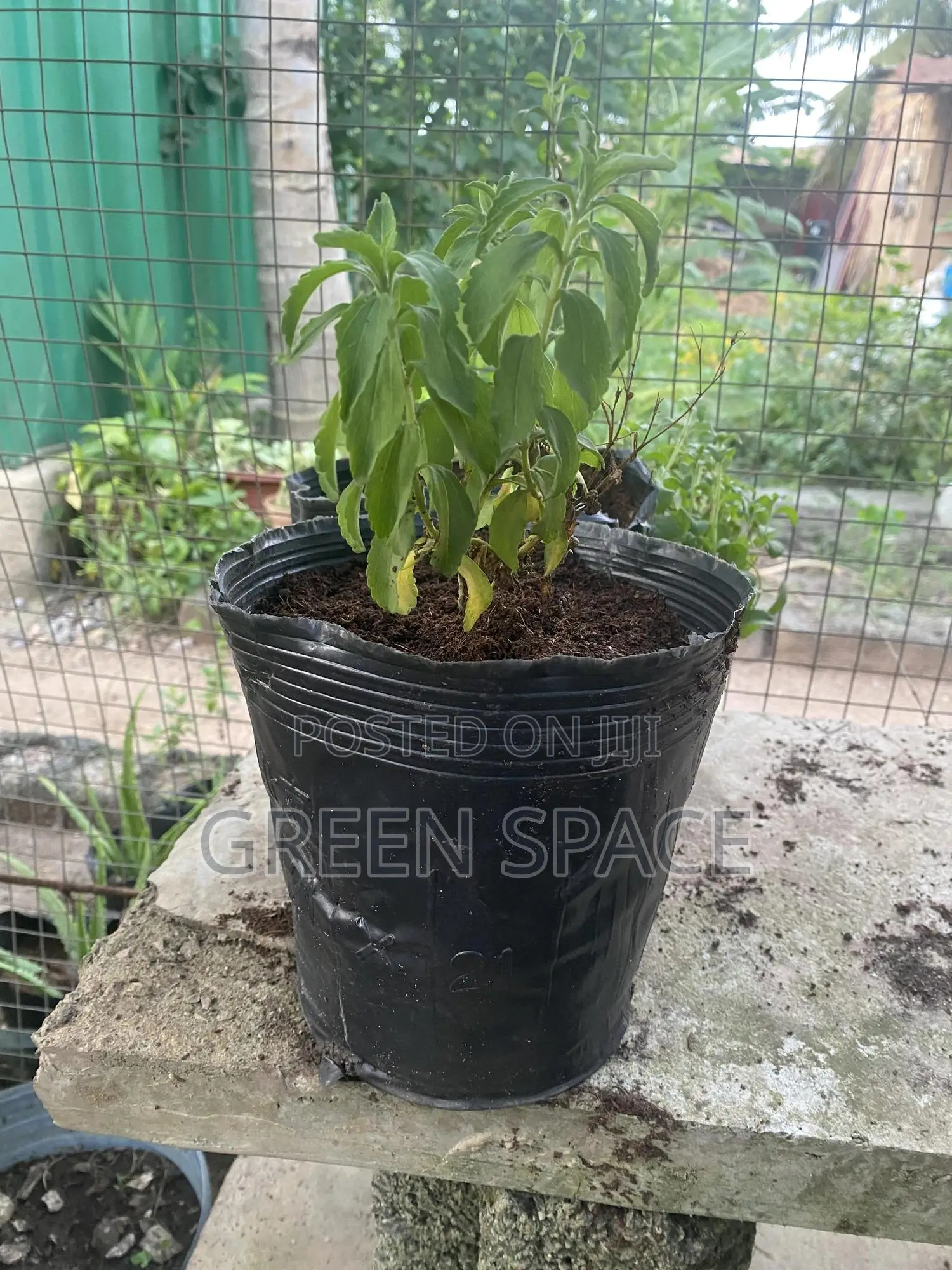 Stevia Plant