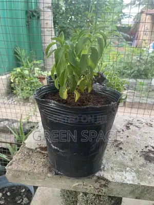 Stevia Plant