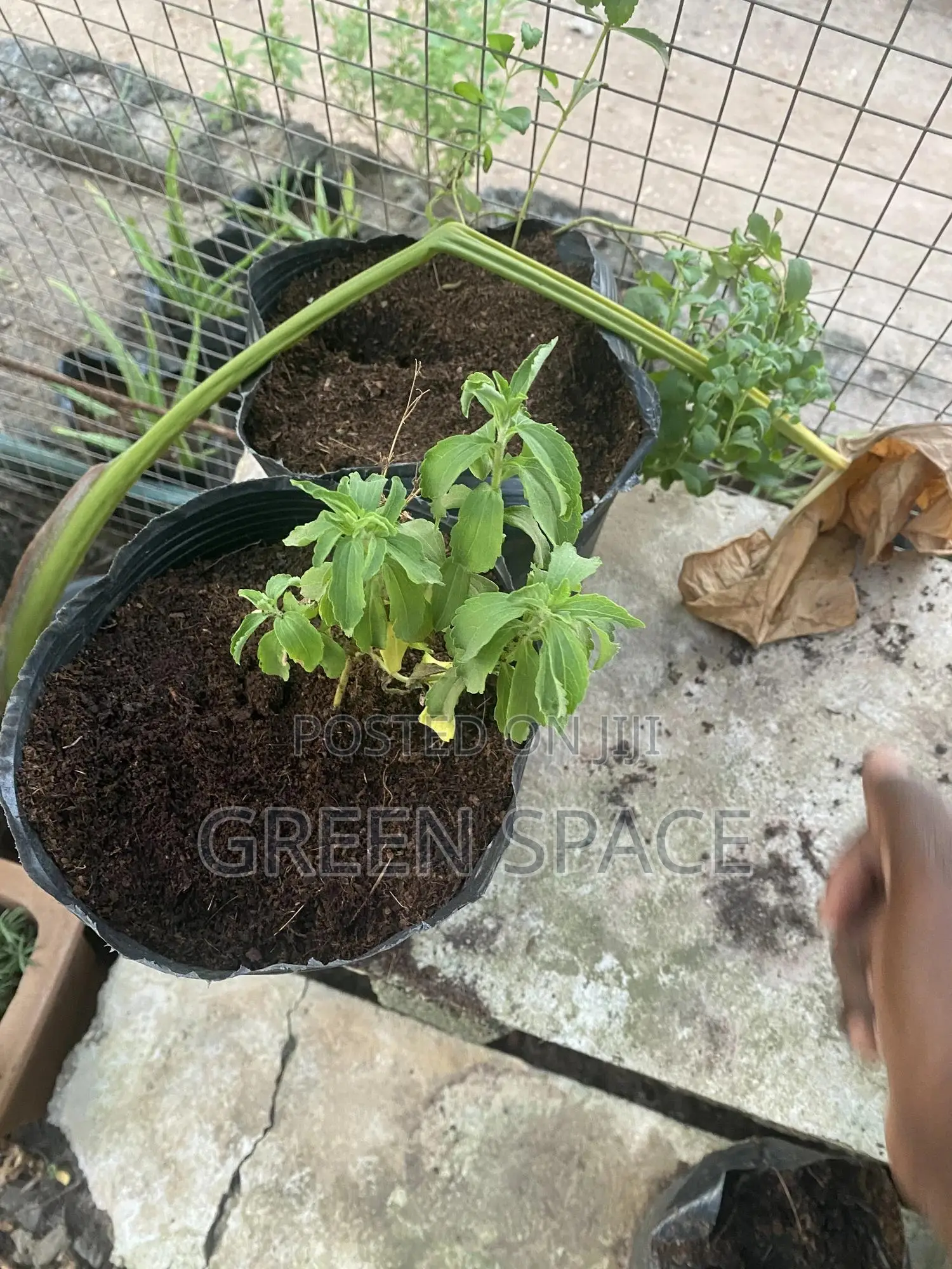 Stevia Plant