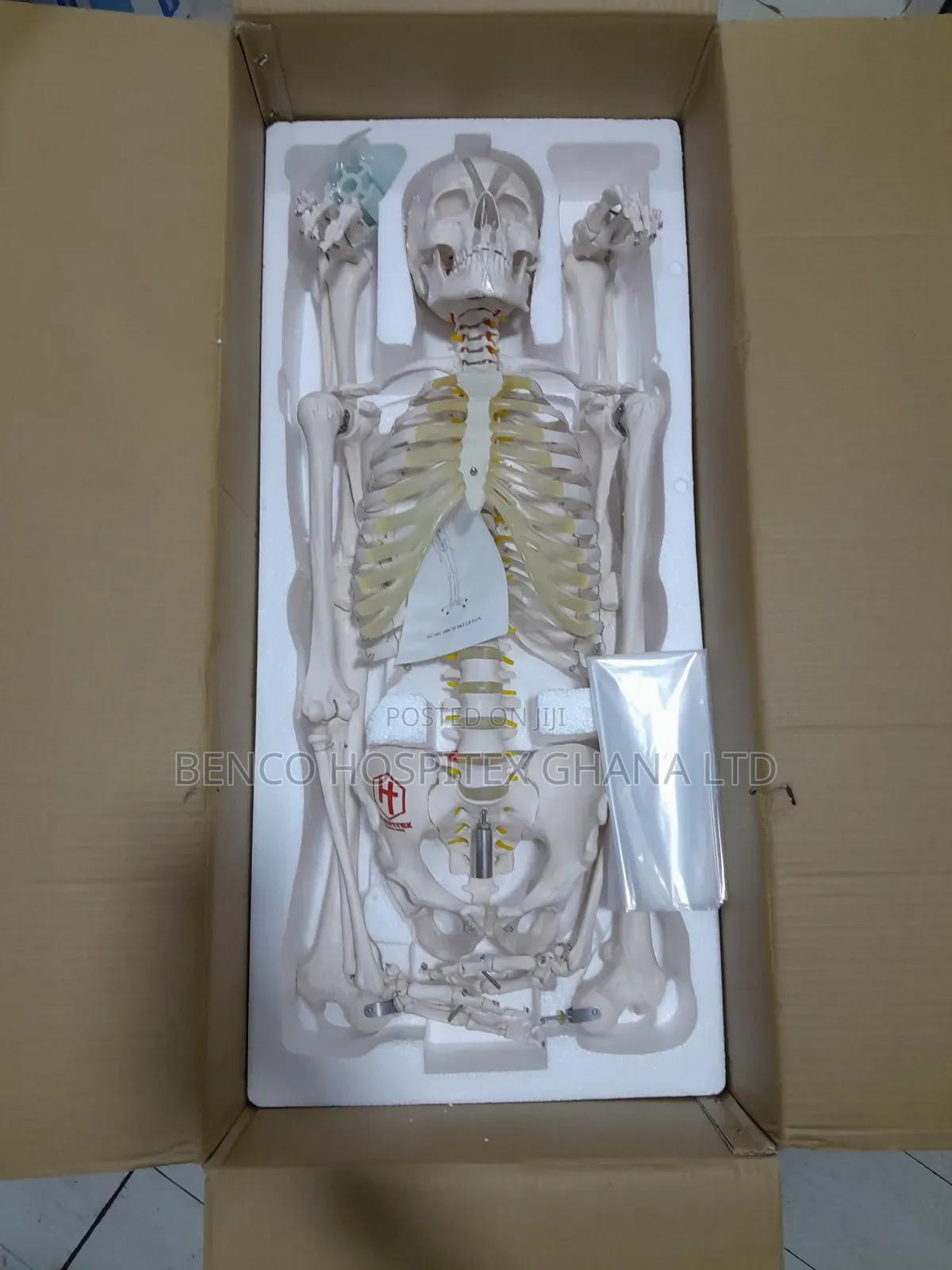 Skeleton Model