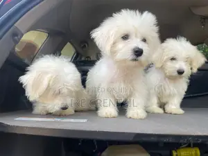 1-3 months Female Purebred Poodle