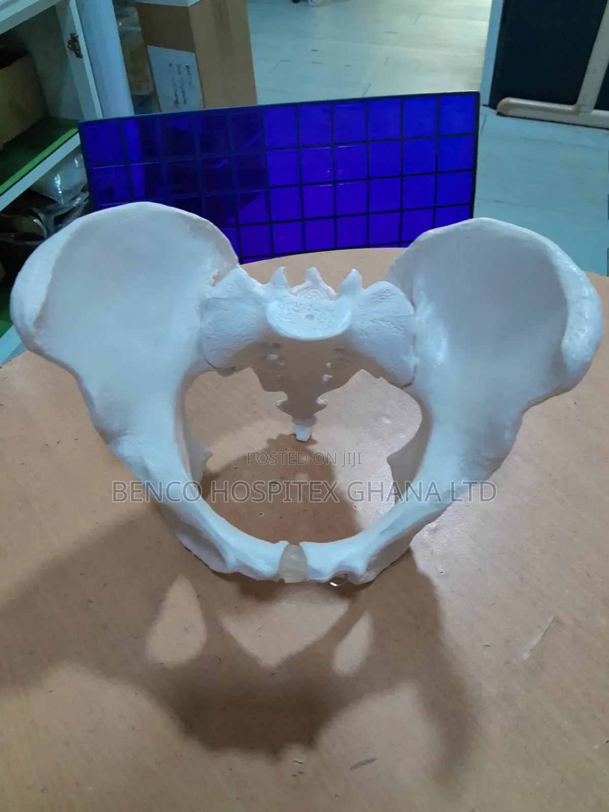 Adult Female Pelvic