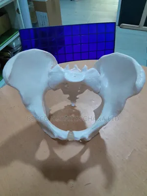 Adult Female Pelvic