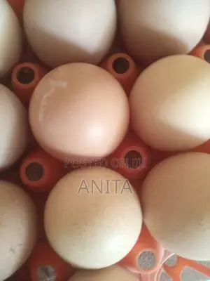 Hatch Your Fertile Eggs