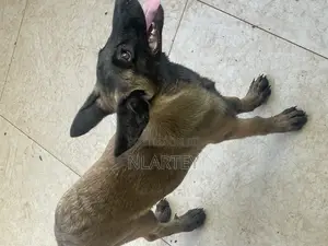1-3 months Female Purebred Belgian Malinois