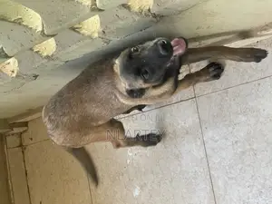 1-3 months Female Purebred Belgian Malinois
