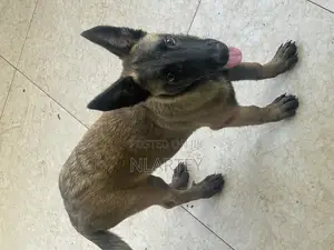1-3 months Female Purebred Belgian Malinois