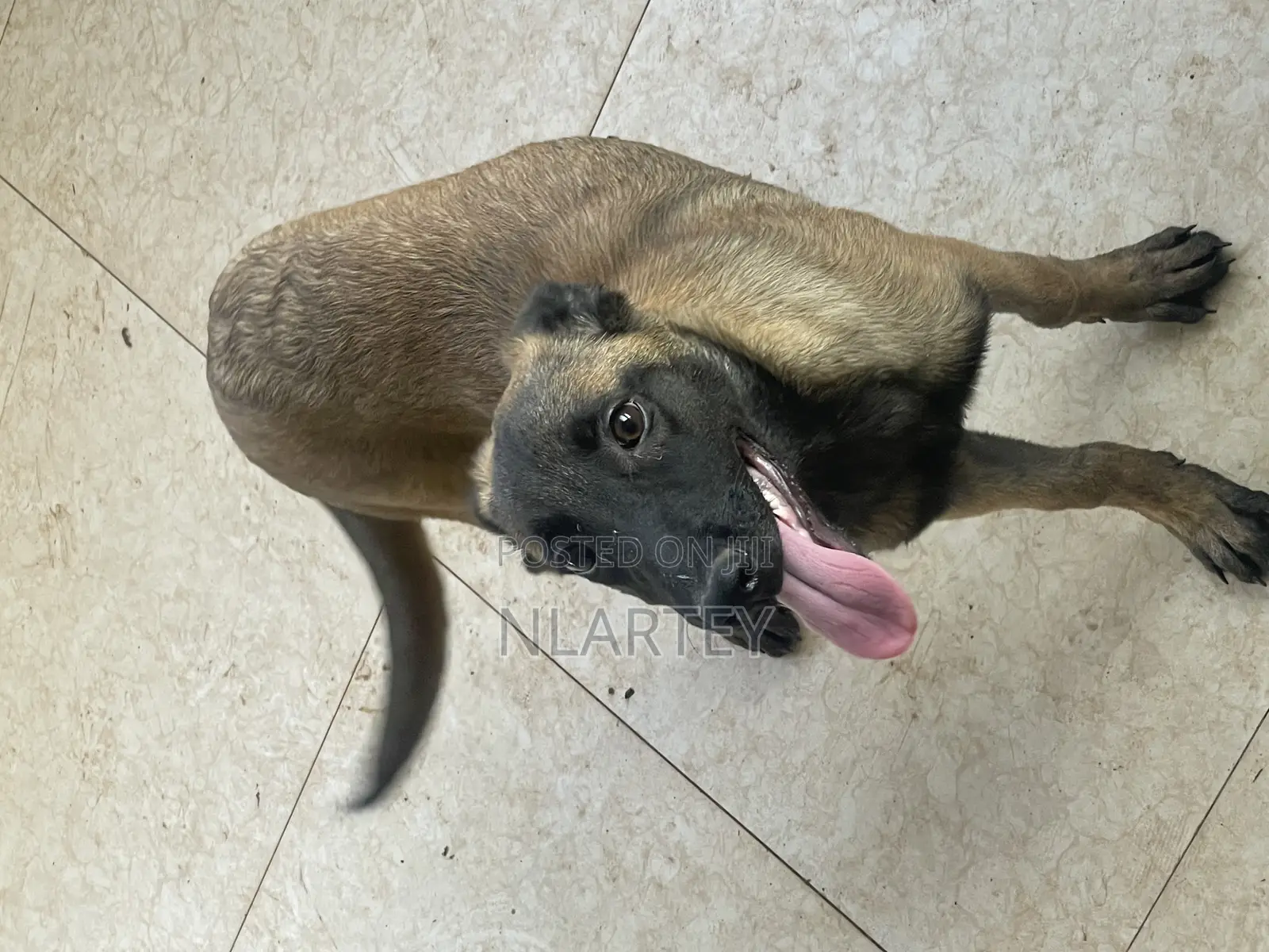 1-3 months Female Purebred Belgian Malinois