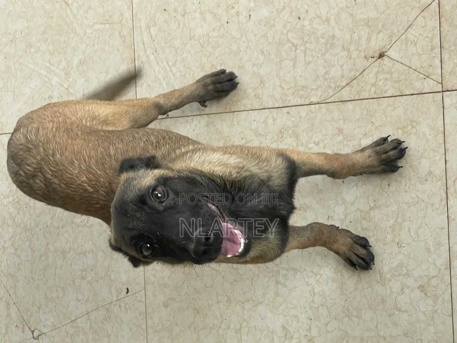 1-3 months Female Purebred Belgian Malinois