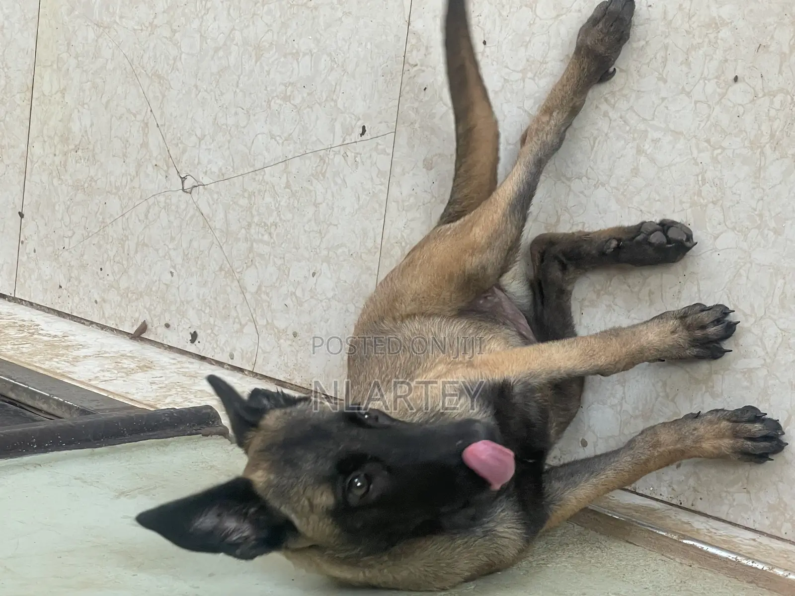 1-3 months Female Purebred Belgian Malinois