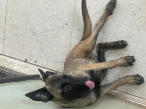 1-3 months Female Purebred Belgian Malinois