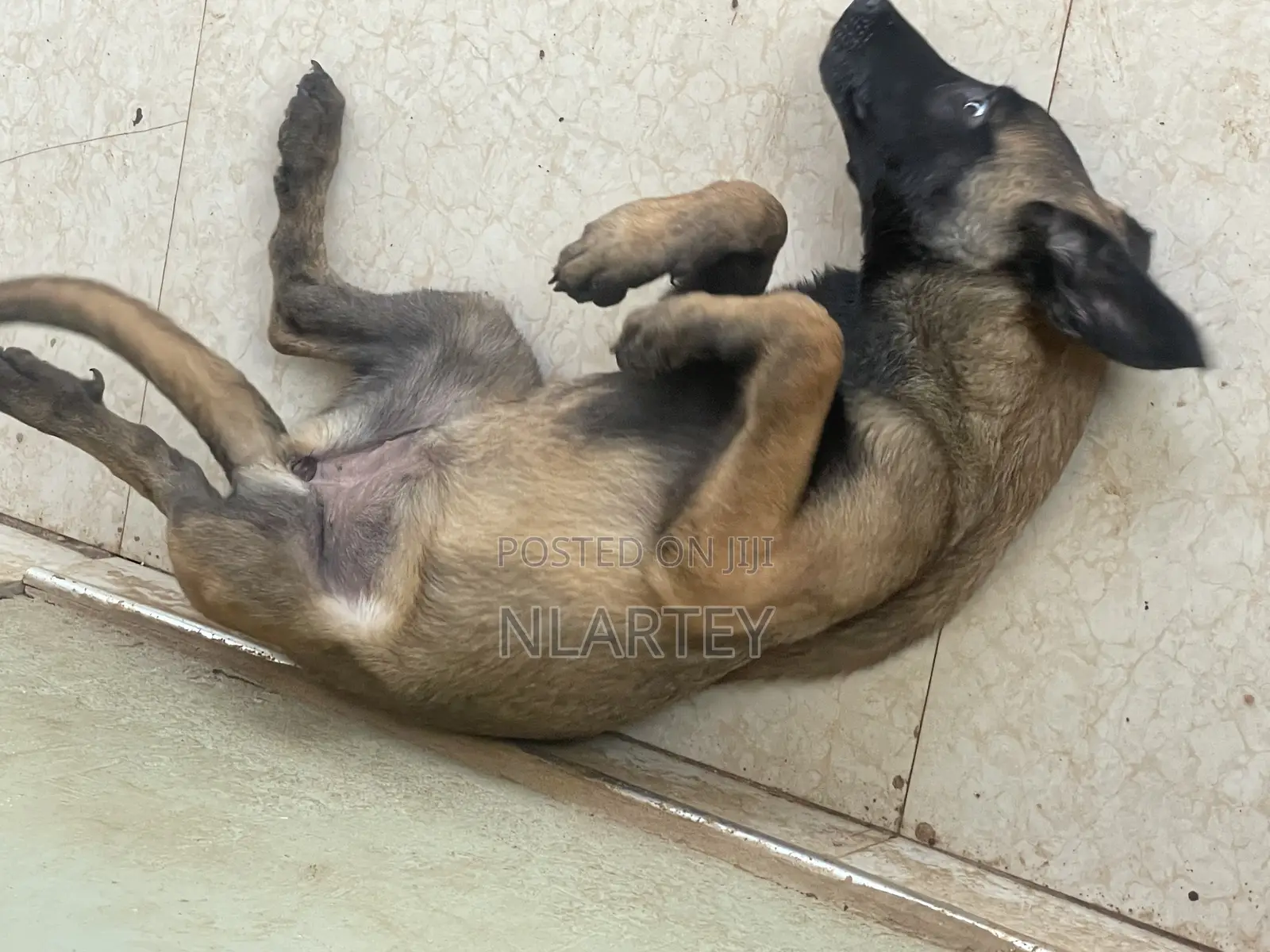 1-3 months Female Purebred Belgian Malinois