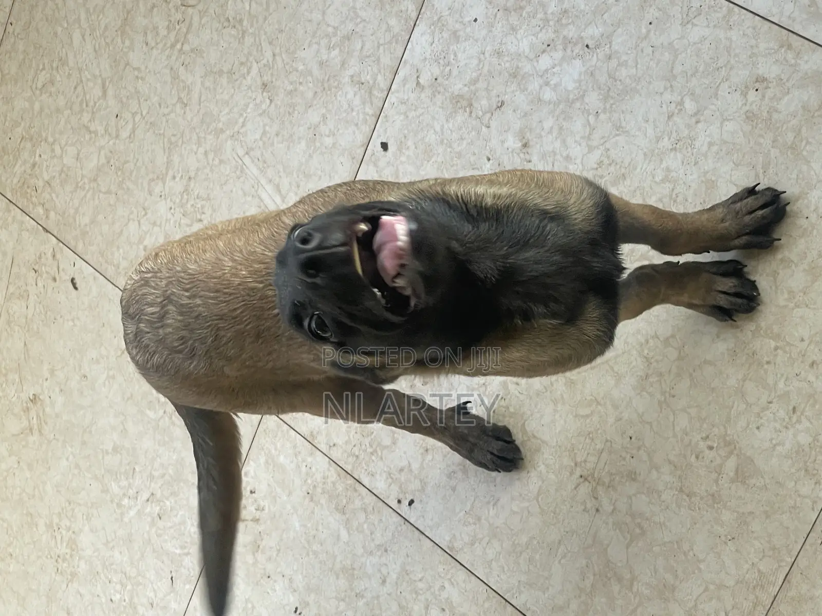 1-3 months Female Purebred Belgian Malinois