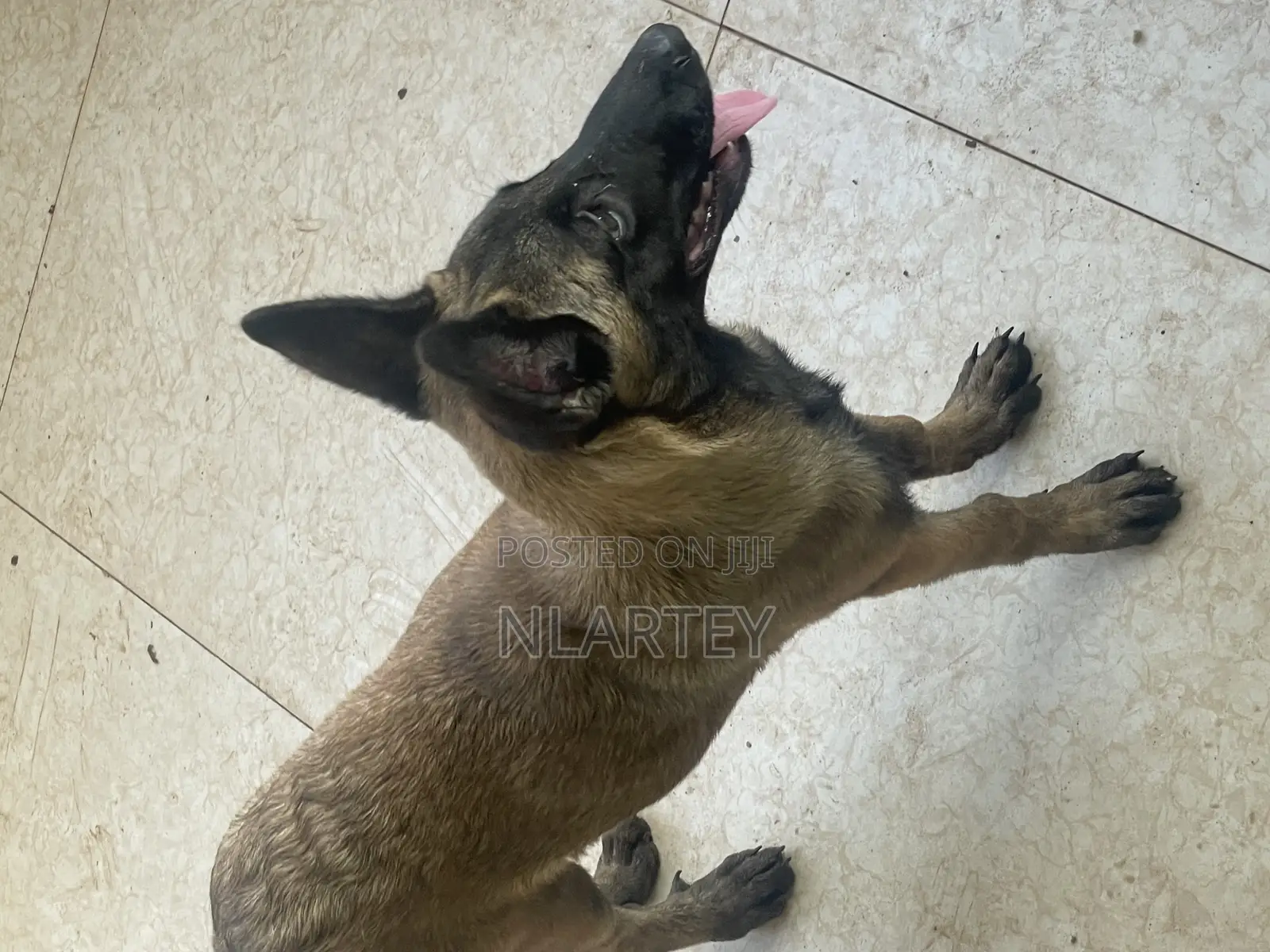 1-3 months Female Purebred Belgian Malinois