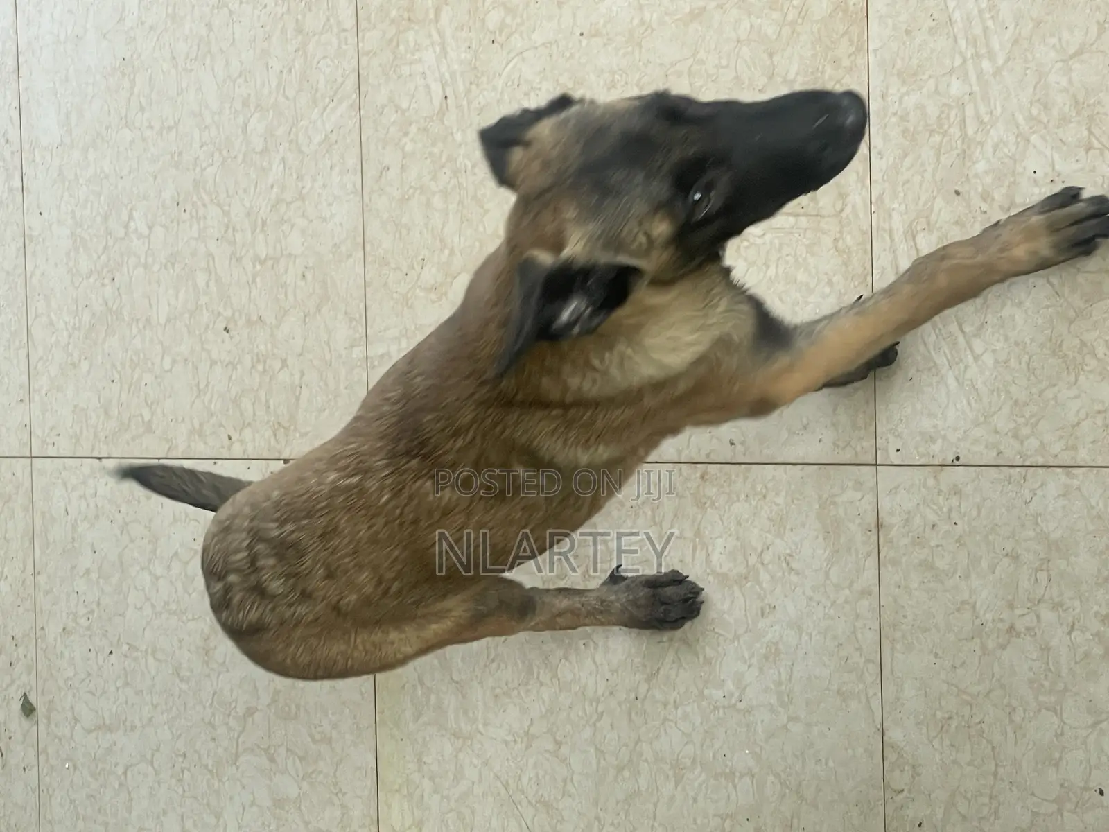 1-3 months Female Purebred Belgian Malinois